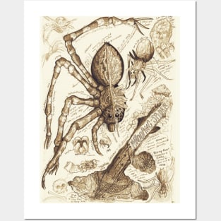 Whooping Spider Anatomy Study Posters and Art